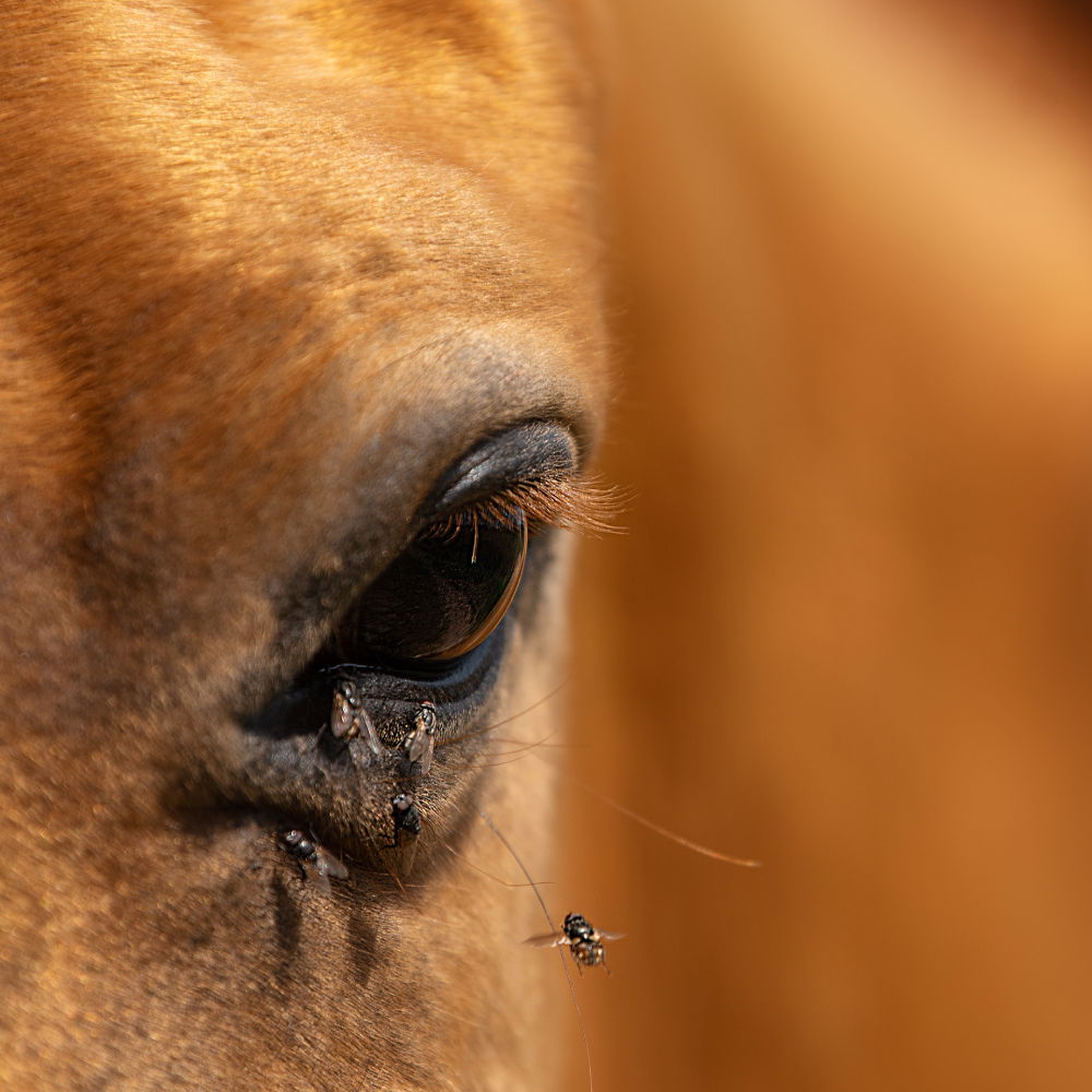 West Nil Virus Beim Pferd Infektion Symptome Und Behandlung